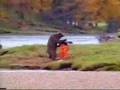 人喰い熊に殴打される男（衝撃動画） a fisherman fights against killer bear