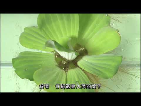 漂浮性水生植物的特殊構造_大萍 - YouTube