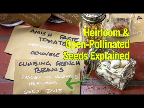 The Basics of How to Save Seeds for Next Year