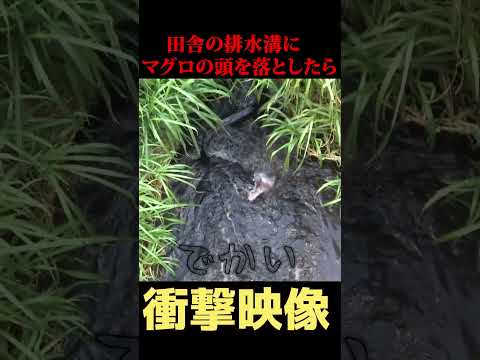 【衝撃】排水溝にマグロの頭を落とした結果...。 #shorts