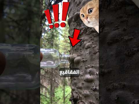 ما الذي يستخرج من هذه الشجرة !! 😯