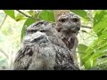 Tawny Frogmouth Behavior and Care