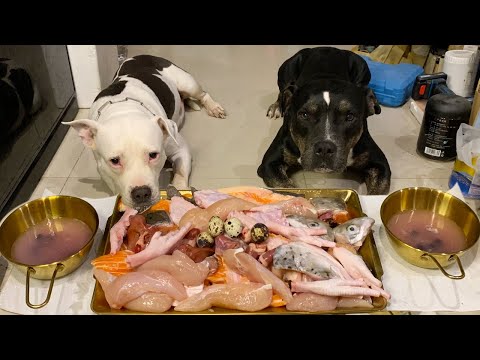 O&n The Pit Bulls eat 🍖RAW FOOD สุนัขพิทบูล [ASMR]MUKBANG[咀嚼音] อาหารสุนัขที่ดีที่สุด EP.082 of 2024