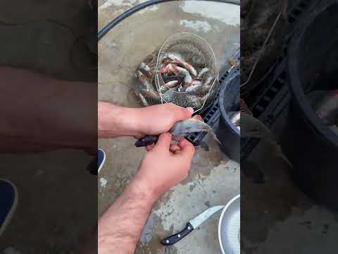 How To Cut Fish Like Pro - Antarctica life🐠