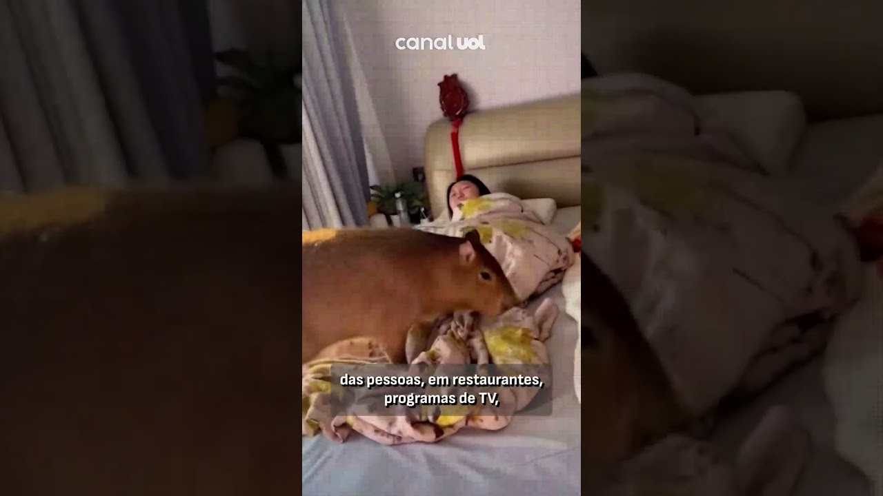 Capivaras brasileiras fazem sucesso na China e são tratadas como animais de estimação; veja vídeo