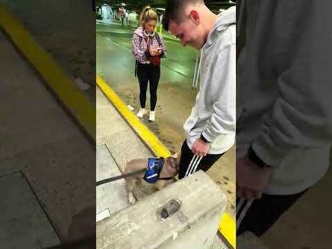 Have you seen this lost dog