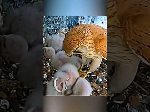 В гнезде сокола змея напала на птенцов #animals #birds