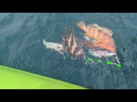 釣った魚をキャンプ調理【LIVE】