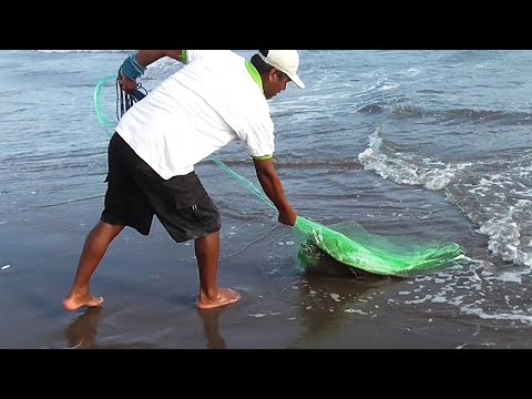 Pescador Explora la Playa en Búsqueda de Pozas Perfectas para Capturar Pejerreyes con Atarraya