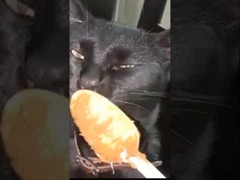 Voy A Tener Un Restaurante 🍖#reels #cat #cat #viralvideo #gato #pets #humor #comer #shorts #bagheera