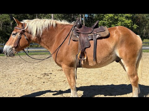 Blonde Belgian riding
