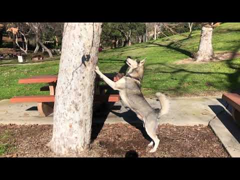 Gohan Watches and Chases a Squirrel!