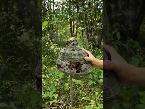 ارتقِ بمستوى التخييم الخاص بك مع هذه الحيل