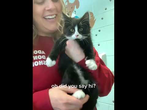 The cute cat’s paws melted my heart #cat #funnycat #cats #funnyvideos #fyp