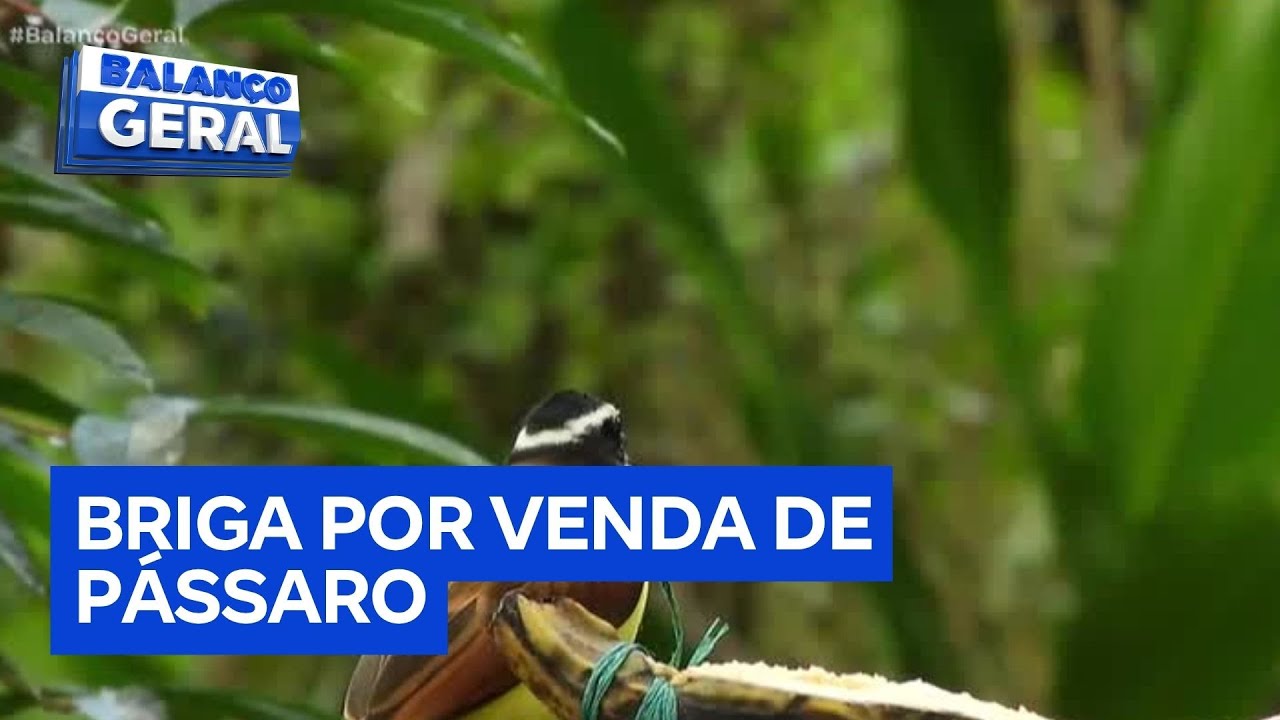 Briga por dívida de pássaro acaba em morte na Grande SP
