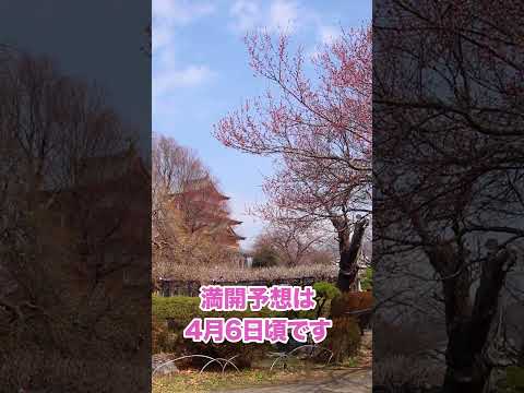 【長野県諏訪市】2026年桜開花宣言  #諏訪市 #高島城 #桜 #開花宣言