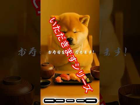 いただきますシリーズ④🐶🍣ぽっちゃり柴犬もふまるの日常🐶❤️ #柴犬 #癒し #癒し動画 #かわいい #おもしろ #sushi #dog