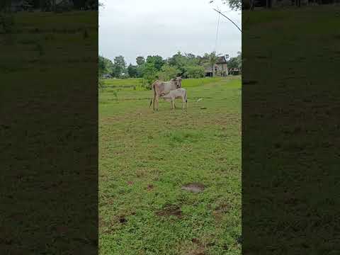 Grandpa's Calf Sucks #shorts #cow #calf