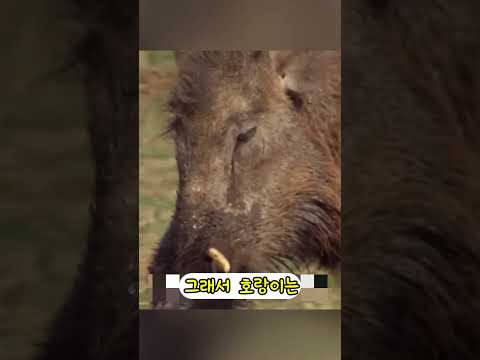 200KG호랑이가 400KG 멧돼지를 노리는데 ㄷㄷ