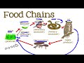 Ecosystem Roles and Food Chains