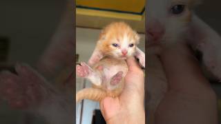 Poo nemu di luar 😅 #cat