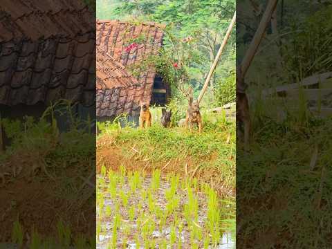 Mancing Belut Banyak Sambaran Malah Mau Di Kejar Anjing