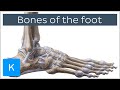 Anatomy of the Hindfoot
