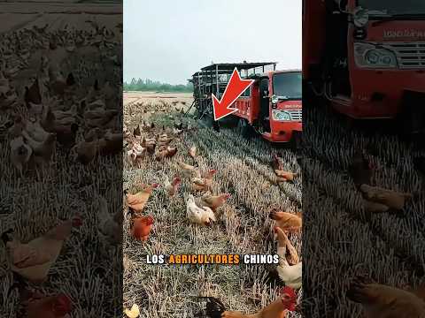 ¡Los agricultores chinos son muy inteligentes!#explore #amazing #farming #knowledge