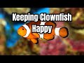Osaris Clownfish Care and Behavior