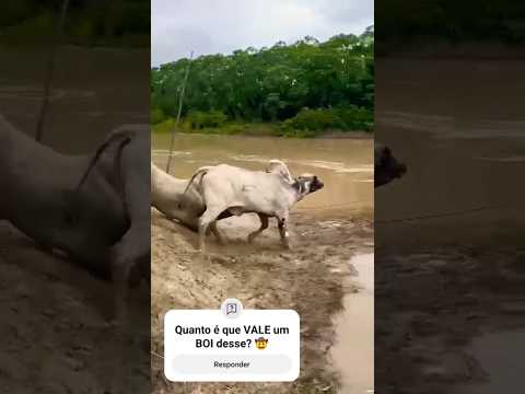 Quanto é que VALE um BOI desse? 🤠 #pecuarista #gado #fazenda #farm #agro #boi