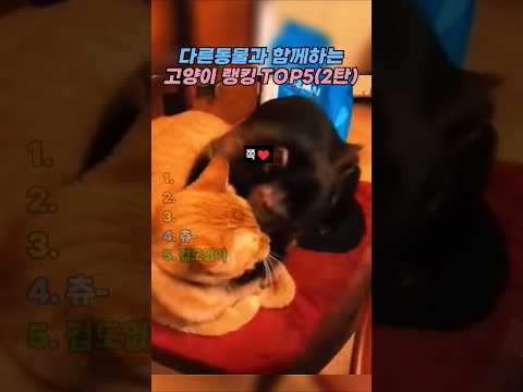 다른동물과 함께노는 고양이