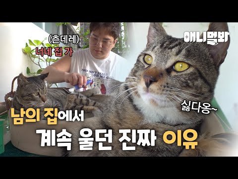 하루 종일 울던 고양이… 알고 보니 살려달라는 신호였습니다ㅣA Cat Crying Whole Day... It Was A SOS