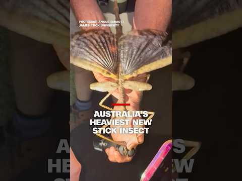 Record-breaking stick insect found in #Australia