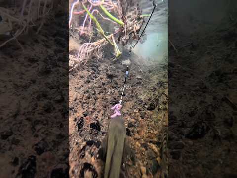 Datang Dari Jauh Ikan Gabus Hias / Limbata