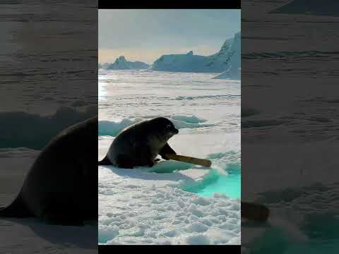 When a Seal Tries Ice Fishing… with a Stick! 🦭❄️😂