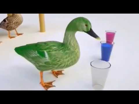 Murottal anak| bebek lucu warna warni| ngaji animasi bebek