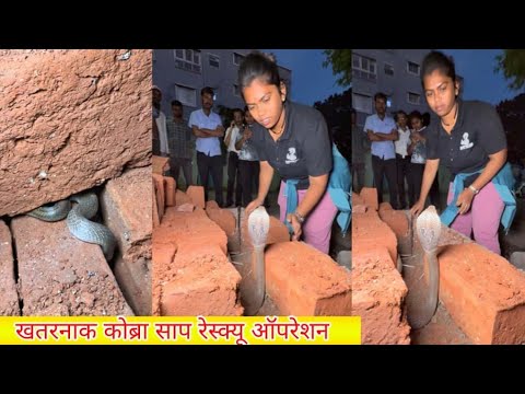 🐍बेडूक खाऊन निवांत लपून बसलेला कोब्रा साप 🐍