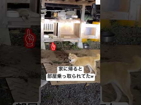 柴犬が猫に部屋を占領される瞬間｜癒やし系面白動画 サムネイル
