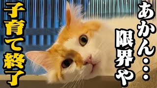 新入り子猫に懐かれた兄猫の疲れが限界に達したようです…。