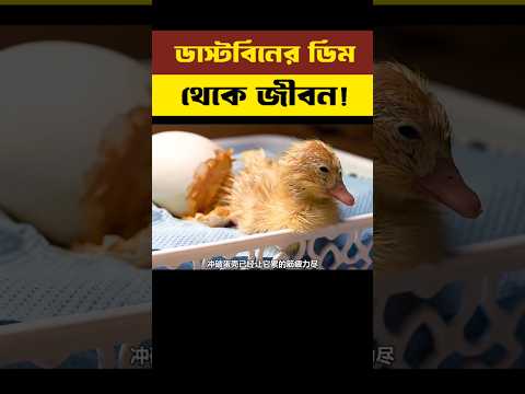 ডাস্টবিনের ডিম থেকে জীবন! 🐣🔥#shorts #shortvideo #shortsvideo #explaininbangla