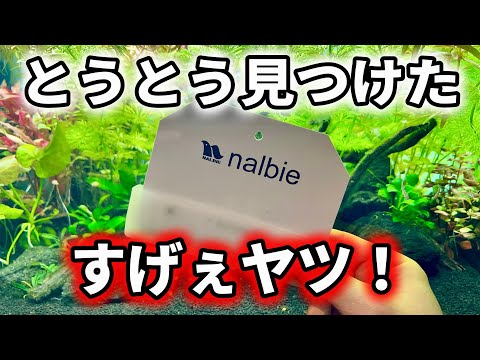 【購入不可避】長年悩み続けたガンコな汚れと最短でサヨナラ出来るアクア用品が凄かった【アクアリウム 淡水魚】