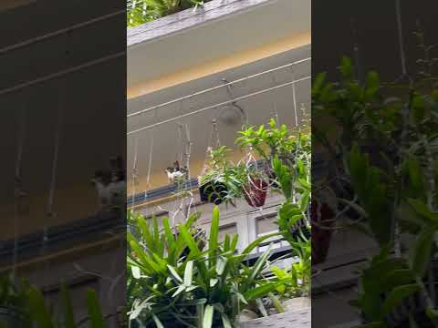 Ngắm hoa khu vườn nhà đối diện #ngắm #hoa #khuvuon #nhà #đối diện #nature #tamsucungcon