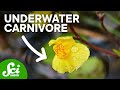 Carnivorous Plants and Their Mechanisms