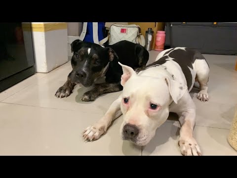 🍖RAW FOOD Speedy Feeding to Oli&nomy The Pit Bulls [ASMR] MUKBANG 犬が生の肉を食べる[咀嚼音] Dog VLOG