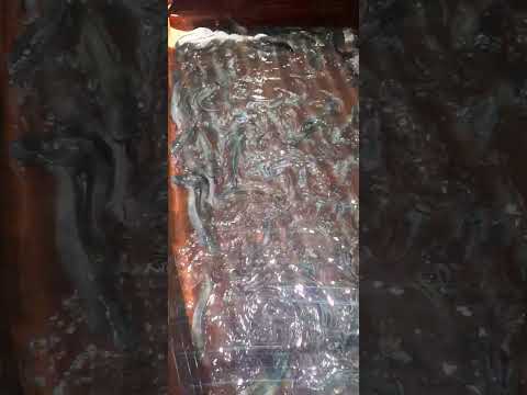 PANEN IKAN LELE KOLAM TERPAL #music #rap #fish #lele #budidayalele