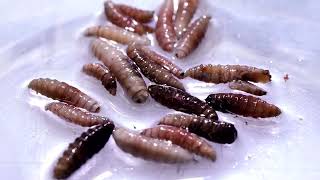 YouTube video thumbnail: Genetically Modified Flies Target Flesh-Eating Screwworm