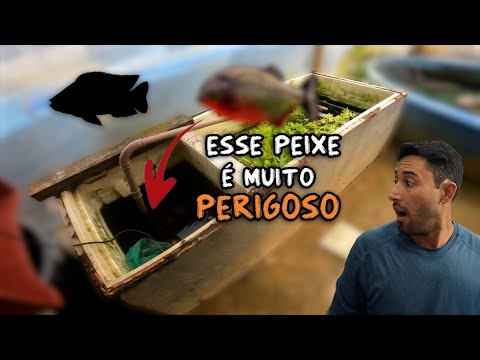 PEIXES VIVIAM AQUI POR MUITO TEMPO!