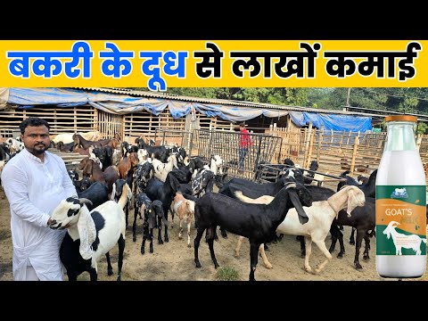 300 बकरी से एक करोड़ का बिजनेस | Goat milk business