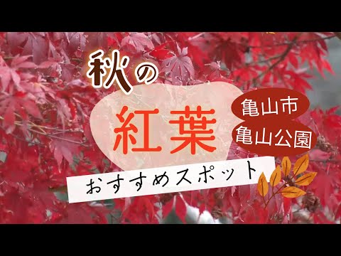 三重・亀山市　常緑樹の中で赤く染まるモミジ