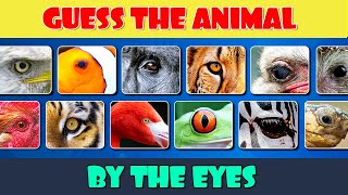 Can You Guess the Animal by Its Eyes?
